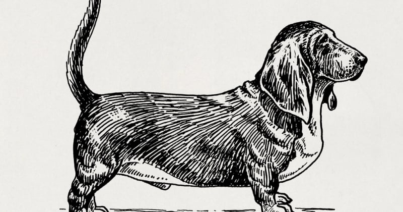 Basset Hound: Der treue Begleiter mit dem traurigen Blick