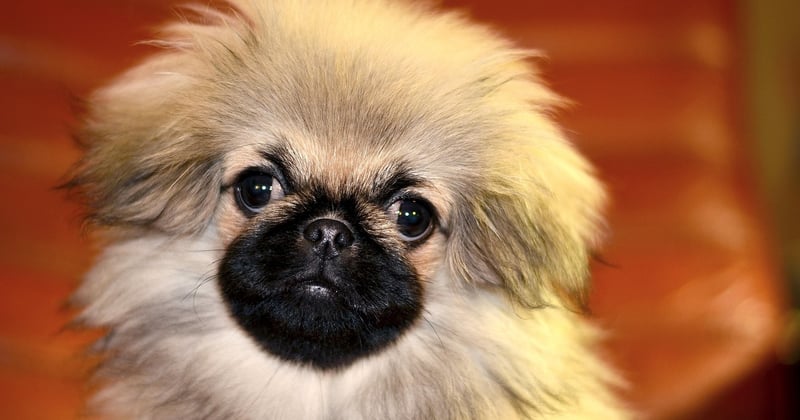 Wie lange sind Hunde schwanger? Der komplette Überblick