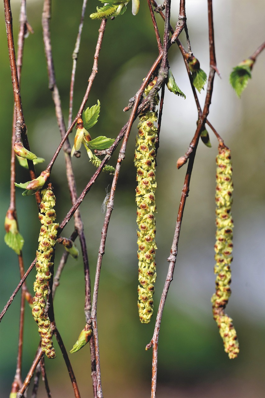 entdecken sie alles über allergien: ursachen, symptome, behandlung und prävention. informieren sie sich über häufige allergene und erhalten sie tipps zur linderung ihrer allergiesymptome für ein besseres leben.