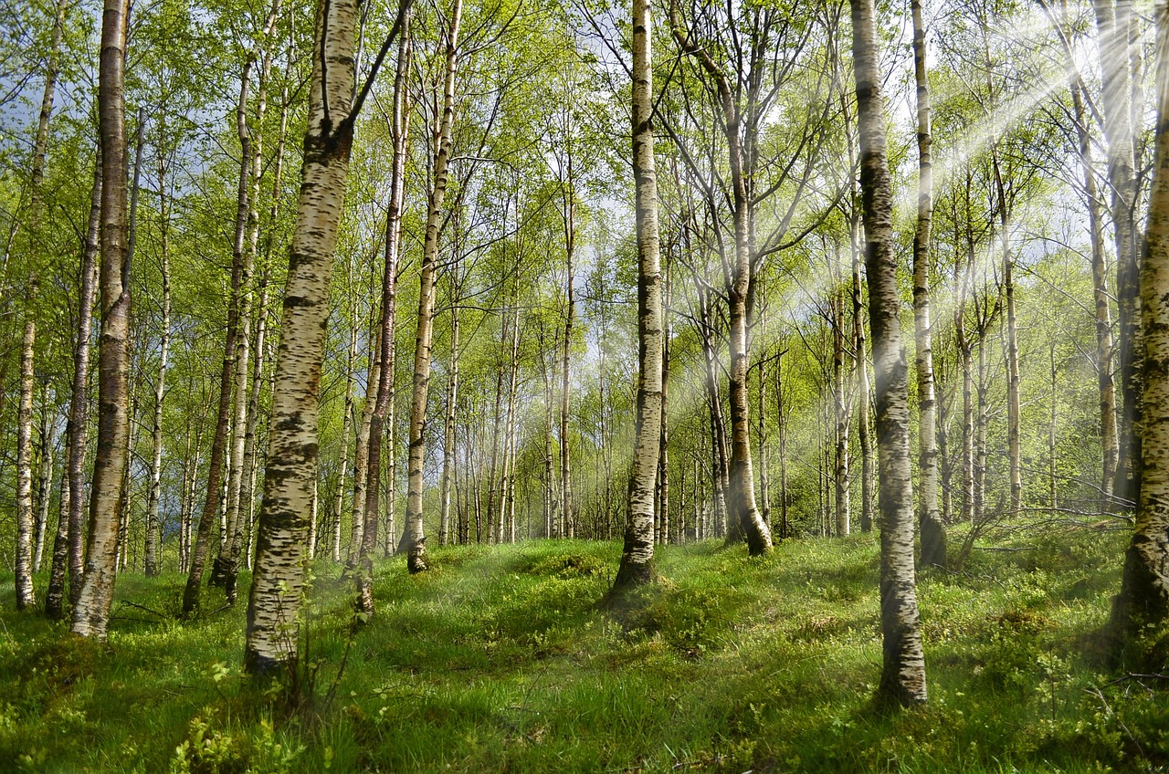 erfahren sie alles über allergien: ursachen, symptome und effektive behandlungsmöglichkeiten, um ihre lebensqualität zu verbessern.