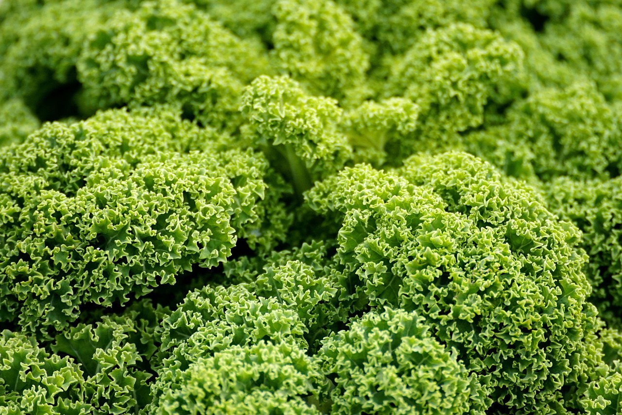 entdecken sie die vielfalt der gemüse! von knackigem salat bis zu herzhaften wurzelgemüsen – erfahren sie alles über die gesundheitlichen vorteile und köstlichen rezepte für frisches gemüse.